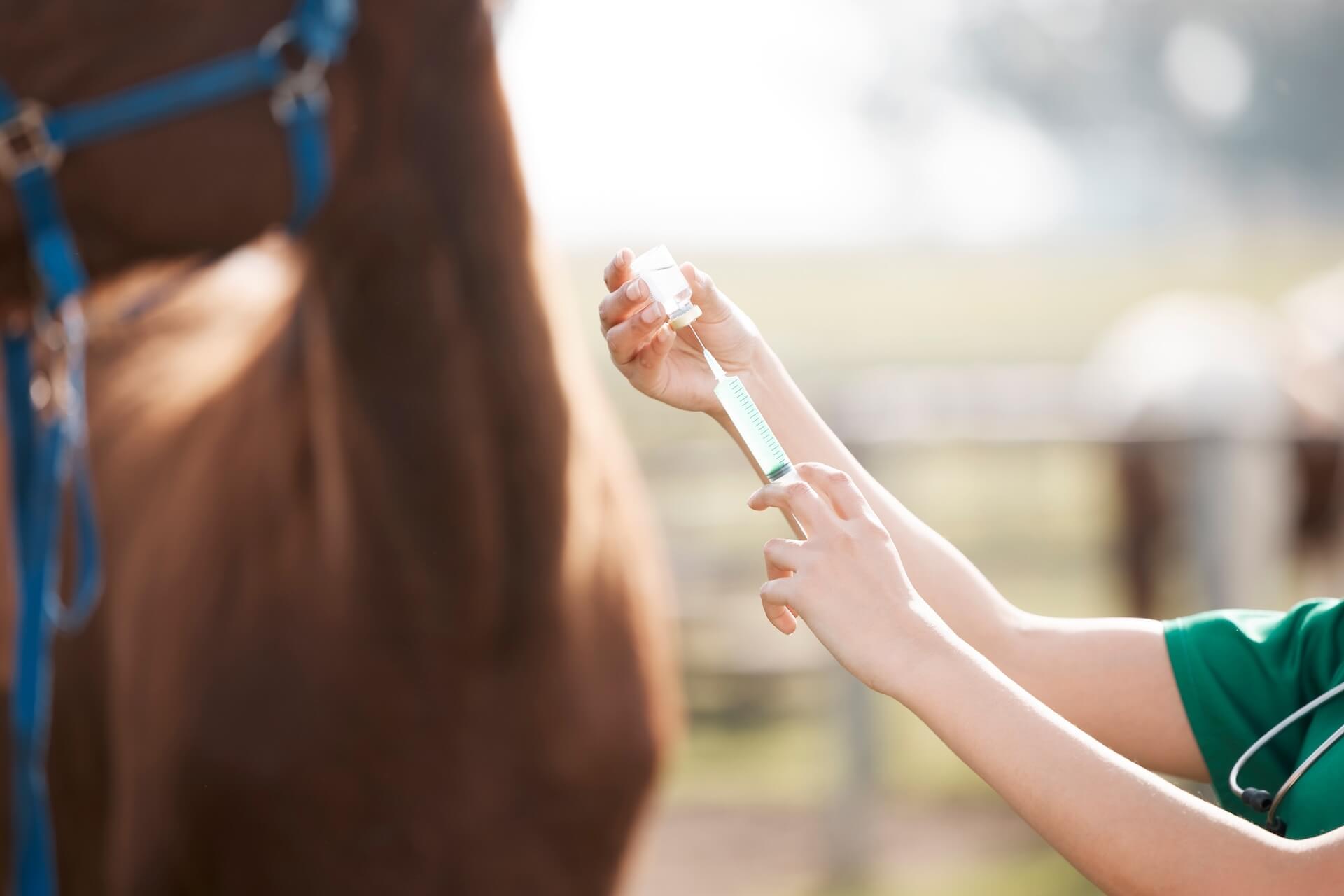 Equine Healthcare in Colorado